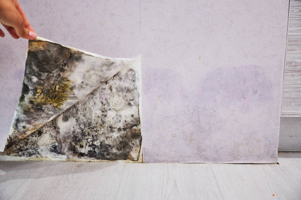 Best Emergency Mold Remediation in Nissequogue, NY